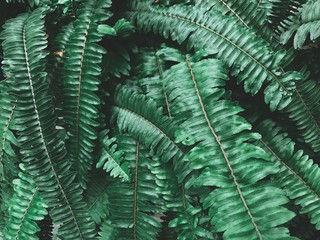 Dark green leaves background and texture, leaf plant background.