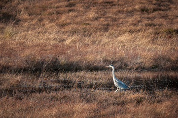 A winter image of a solitary Grey Heron, Ardea cinerea, in a brackish pool on the Applecross Peninsula, Ross and Cromarty, Scotland. 31 December 2019