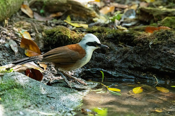 White-crested Laughingthrush perching near small pond to drink water