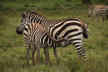 Fototapeta na wymiar Zebra suckling younger zebra in Lake Naivasha (Kenya)