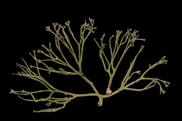 Isolated marine bryozoan colony against a black background