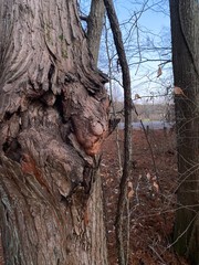 trunk of a tree burl in winter with blue sky