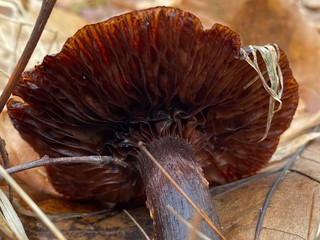 Red mushroom in winter field