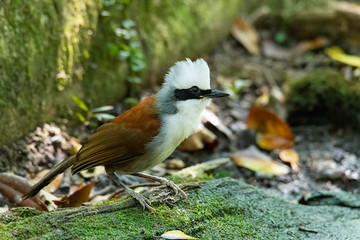 White-crested Laughingthrush perching on a rotten wood with some mos