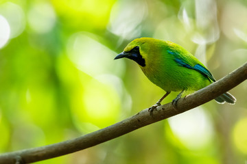 Male Blue-winged Leafbird perching on liana with blur green  background