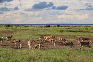 Naklejka na ściany i meble Herd of Grant's gazelles in Amboseli National Park spotted during a Safari (Kenya)
