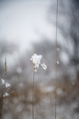 frost on grass