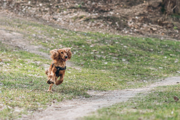 Playful brown english cocker spaniel running across the grass outside