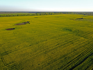 Aerial drone view. Green agricultural fields