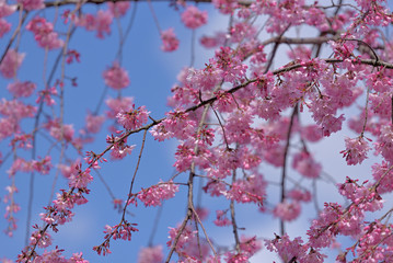 Weeping cherry blossom, in full bloom, Sakura