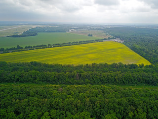 Obraz premium Aerial drone view. Yellow field of rapeseed.