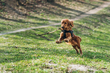 Cute english cocker spaniel running on the grass in the park with stick