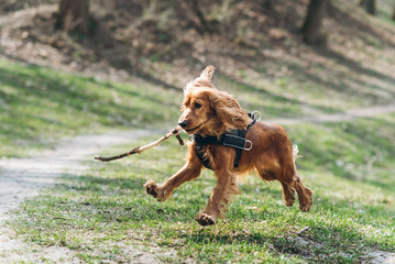 Playful english cocker spaniel running on the grass in the park with stick