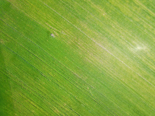Naklejka premium Aerial drone view. Green agricultural field