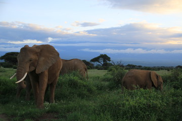 Fototapeta na wymiar Elephants seating during the civil twilight in Amboseli National Park (Kenya)