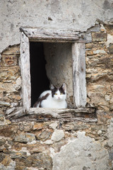Gato en una ventana de una casa abandonada en un pueblo