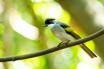 Obraz premium Ashy Bulbul perching on liana with blur green background