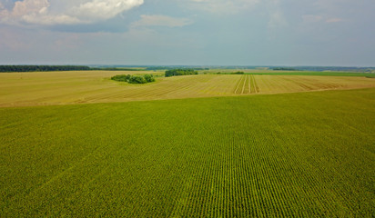 Obraz premium Aerial drone view. Green agricultural field