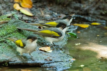 Fototapeta premium Three Ashy Bulbuls perching near small pond to drink water