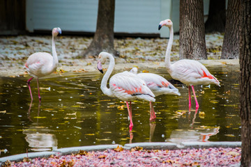 Flamingo birds in a pond in a zoo.