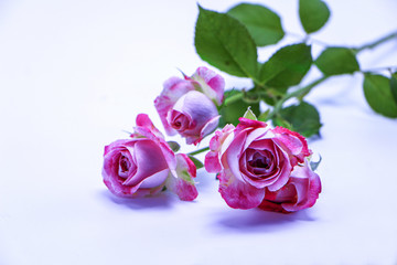  Flower beautiful bouquet of roses with white background, floral background.