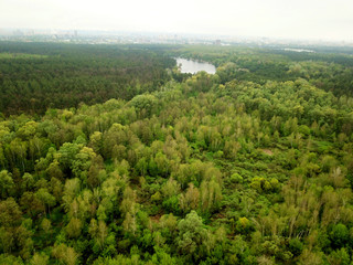 Obraz premium Aerial drone view. Coniferous forest in early spring.