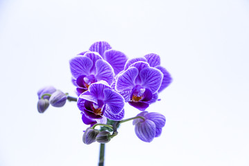 Fototapeta na wymiar Orchids with neutral white background