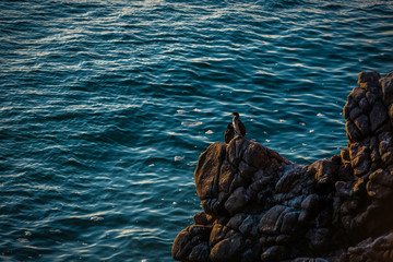 Cormorants sit on the rocks resting and warming themselves. Black Sea.