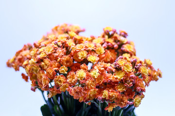  small colorful flowers with neutral white background