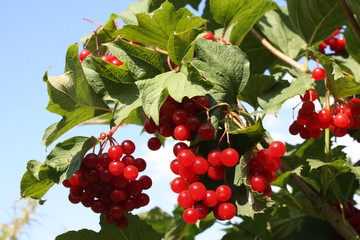 Red viburnum. Viburnum bush in the garden in summer.