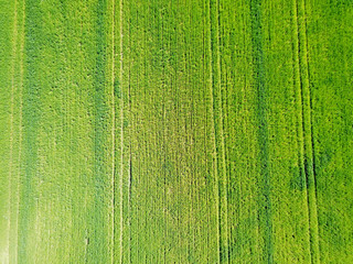 Aerial drone view. Green field of corn