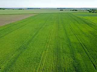 Fototapeta premium Aerial drone view. Green field of corn