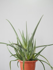 Aloe vera is a tropical plant that tolerates hot weather. Used as a useful herbal remedy. Home plant.