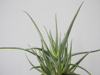 Aloe vera is a tropical plant that tolerates hot weather. Used as a useful herbal remedy. Home plant.