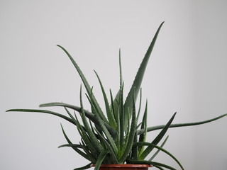 Aloe vera is a tropical plant that tolerates hot weather. Used as a useful herbal remedy. Home plant.