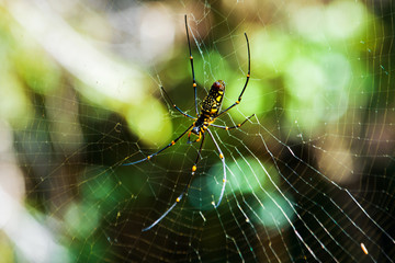 A spider makes a nest in a green forest.