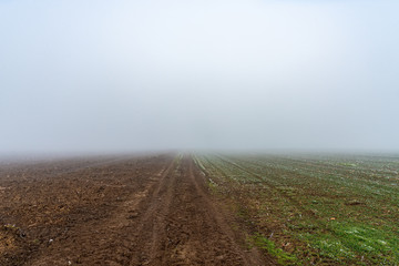 Fog above the agricultural field