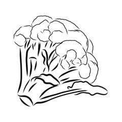 sketch of illustration broccoli
