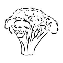 broccoli, vector sketch 