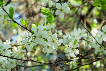 A branch of cherry blossoms in early spring. Cherry branches covered with white flowers.
