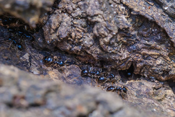 Big ants inside the nest, ant workers in colony, macro close-up