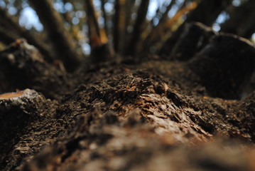  foliage tree