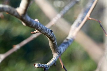 details tree branches