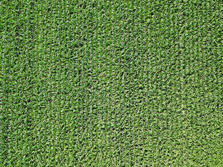 Fototapeta premium Aerial view. Green field of corn