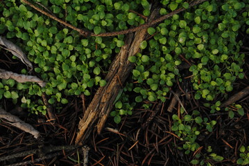 green grass
