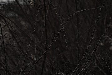 branch texture