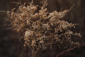  plant branch flowers