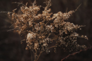  plant branch flowers