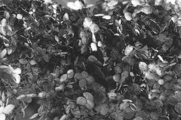 Background of dried flowers. Black and white