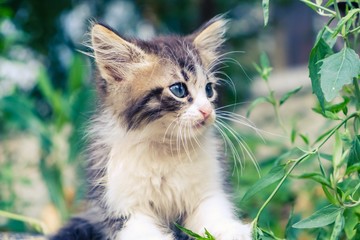 kitten cat stray cute pet. kitty poor.